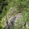 Borovice lesné na skalách bočného hrebeňa Vysokého vrchu
